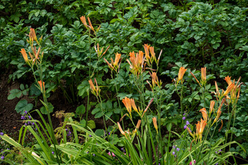 inflorescences of orange lilies, blue bells, flowers, plant, buds, inflorescences, blooms, green leaves, grass, walk, excursion, park, forest
