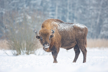 Żubr europejski zimą (European bison in the winter) Bison bonasus © Michal Przystas