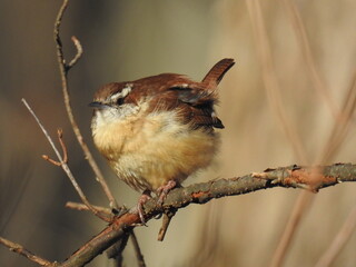 A Carolina wren perched on a branch, within the woodland forest of the Bombay Hook National...