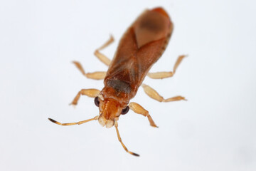 Bronze bug (Thaumastocoris peregrinus). An invasive and alien pest of eucalyptus in many places.