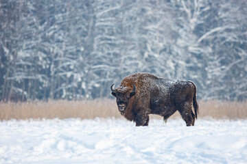 Żubr europejski zimą (European bison in the winter) Bison bonasus © Michal Przystas
