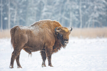 Żubr europejski zimą (European bison in the winter) Bison bonasus © Michal Przystas