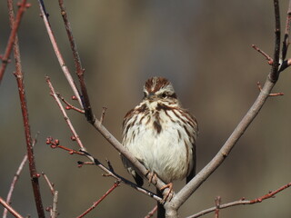 A song sparrow perched on a branch, within the woodland forest of the Bombay Hook National Wildlife Refuge, Kent County, Delaware