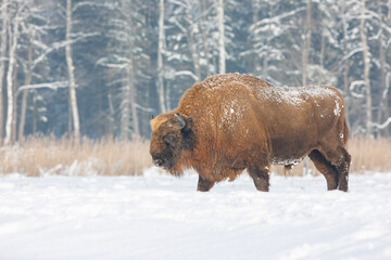 Żubr europejski zimą (European bison in the winter) Bison bonasus © Michal Przystas