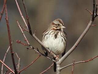A song sparrow perched on a branch, within the woodland forest of the Bombay Hook National Wildlife...