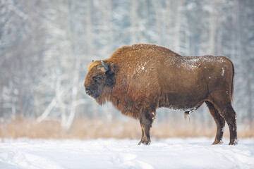 Żubr europejski zimą (European bison in the winter) Bison bonasus © Michal Przystas
