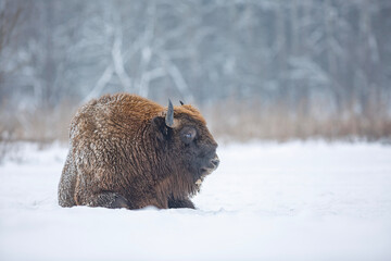 Żubr europejski zimą (European bison in the winter) Bison bonasus © Michal Przystas