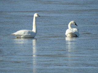 A pair of tundra swans swimming in the wetland waters of the Bombay Hook National Wildlife Refuge, Kent County, Delaware.