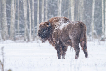 Żubr europejski zimą (European bison in the winter) Bison bonasus © Michal Przystas