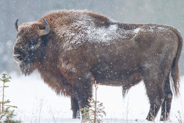 Żubr europejski zimą (European bison in the winter) Bison bonasus