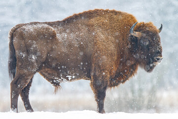 Żubr europejski zimą (European bison in the winter) Bison bonasus © Michal Przystas