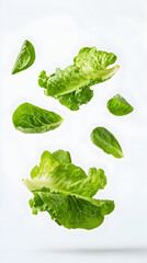 Obraz premium Tossed fresh lettuce leaves falling on white background