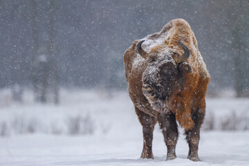 Żubr europejski zimą (European bison in the winter) Bison bonasus © Michal Przystas