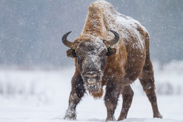 Żubr europejski zimą (European bison in the winter) Bison bonasus © Michal Przystas
