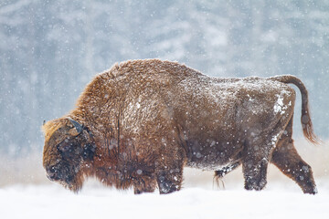Żubr europejski zimą (European bison in the winter) Bison bonasus © Michal Przystas