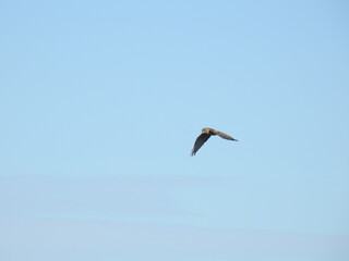 Marsh hawk flying in a blue sky, scanning the wetlands below for prey. Bombay Hook National Wildlife Refuge, Kent County, Delaware.