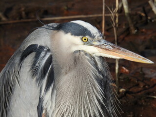 Portrait of a great blue heron living within the wetlands of the Bombay Hook National Wildlife Refuge, Kent County, Delaware.