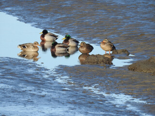 A group of mallard ducks, male and female, relaxing within the wetlands of the Bombay Hook National...