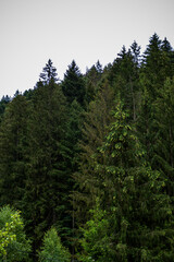 pines, forest, mountains, gray clouds, various herbs, landscape, deciduous forest, cloudy, wild nature, summer, greenery, Europe, walk, excursion,