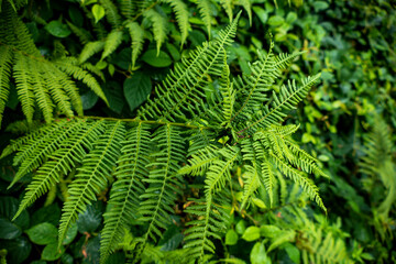 green fern in the forest, tall leaves, undergrowth, trees, greenery, summer, nature, walk,...
