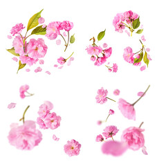 A creative set with Beautiful blooming of delicate pink Sakura flowers falling in the air, isolated on white background.