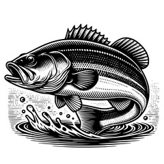 Bass Fish