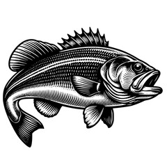 Bass Fish