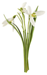 Beautiful Snowdrop flower falling in the air isolated on white background.