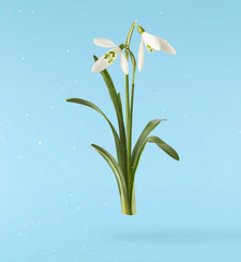 Beautiful Snowdrop flower falling in the air isolated on blue background.