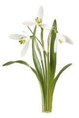 Beautiful Snowdrop flower falling in the air isolated on white background.