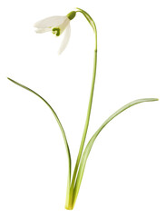 Beautiful Snowdrop flower falling in the air isolated on white background.