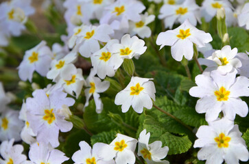 Obraz premium white spring primrose flowers close up
