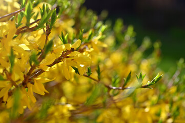 forsythia beautiful spring bush with yellow flowers