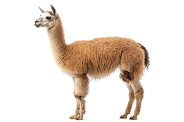 Llama standing on a white background with a transparent PNG format showcasing its unique fur texture