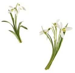 Beautiful Snowdrop flower falling in the air isolated on white background.