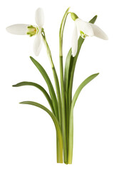Beautiful Snowdrop flower falling in the air isolated on white background.