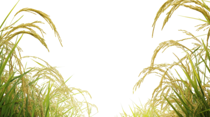 Paddy rice, isolated on transparent background