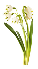 Beautiful Snowflake flower falling in the air isolated on white background. Zero gravity or levitation concept