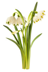 Beautiful Snowflake flower falling in the air isolated on white background. Zero gravity or levitation concept