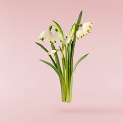 Beautiful Snowflake flower falling in the air isolated on pink background. Zero gravity or...
