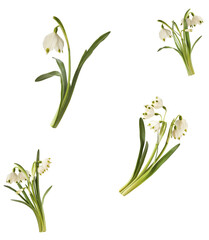 Beautiful Snowflake flower falling in the air isolated on white background. Zero gravity or...
