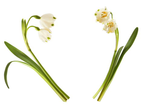 Beautiful Snowflake flower falling in the air isolated on white background. Zero gravity or levitation concept