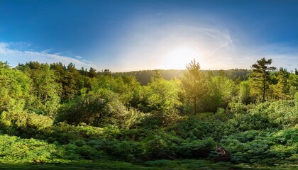 Fototapeta premium stunning wooded area panorama with massive bushes and brilliant solar extensive perspective lens