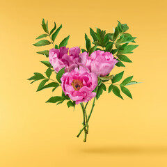 Beautiful Pink Suffruticosa Tree Peony falling in the air isolated on yellow background. High...