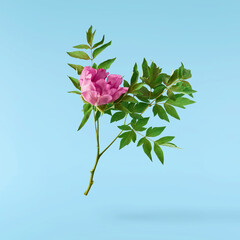 Beautiful Pink Suffruticosa Tree Peony falling in the air isolated on blue background. High...