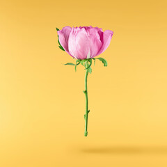Beautiful Pink Suffruticosa Tree Peony falling in the air isolated on yellow background. High...