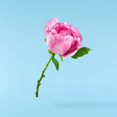 Beautiful Pink Suffruticosa Tree Peony falling in the air isolated on blue background. High...