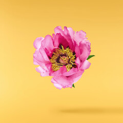 Beautiful Pink Suffruticosa Tree Peony falling in the air isolated on yellow background. High...