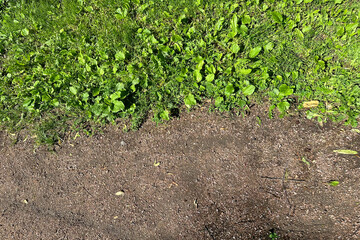 Roadside, path. Grass and plantain grow on the side of a footpath on a bright sunny summer day.