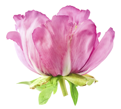 Beautiful Pink Suffruticosa Tree Peony falling in the air isolated on white background. High resolution, zero gravity or levitation concept.